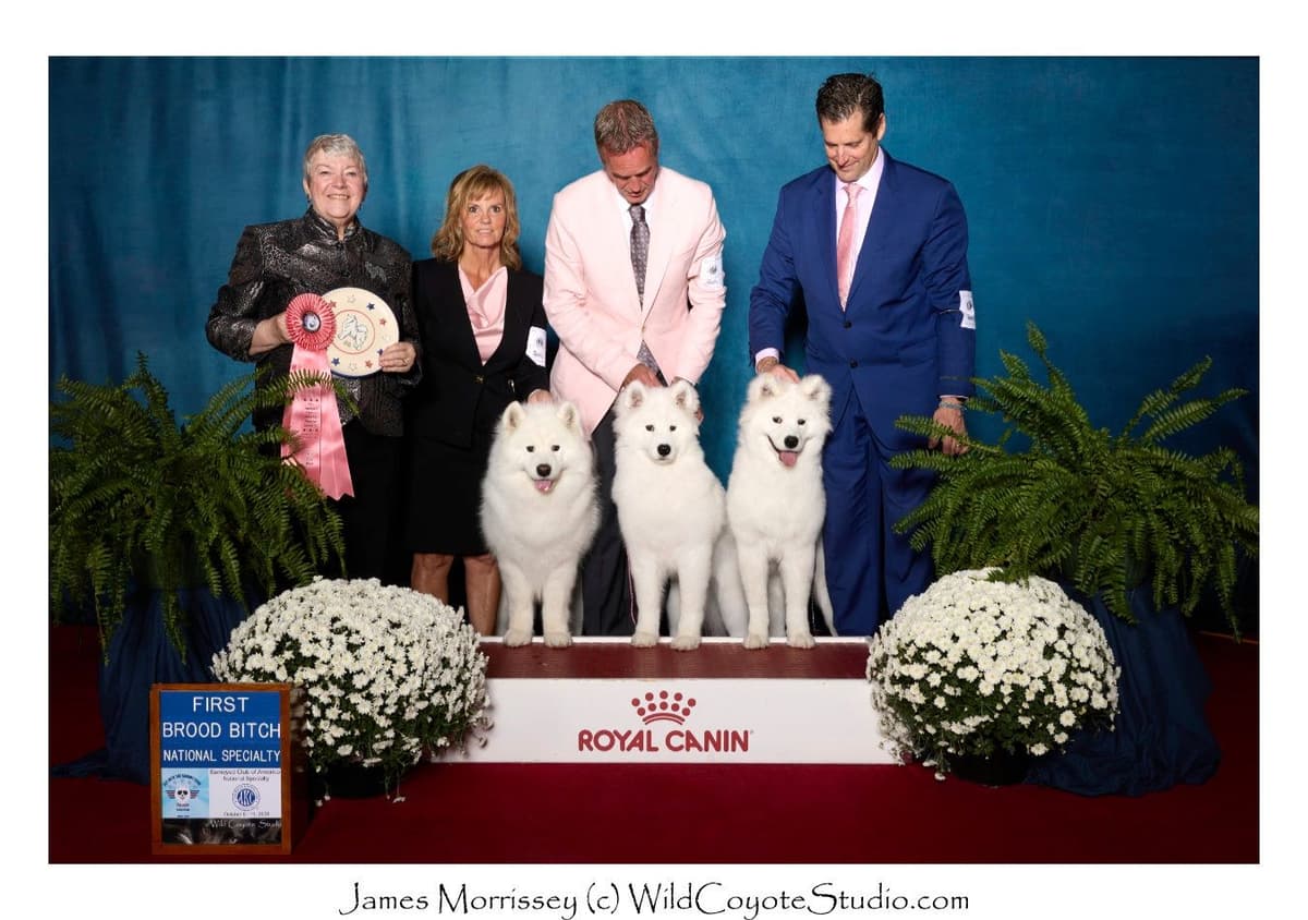 Samoyed Puppies breeder image 2