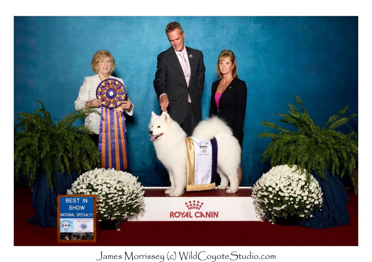 Samoyed Puppies breeder image 1