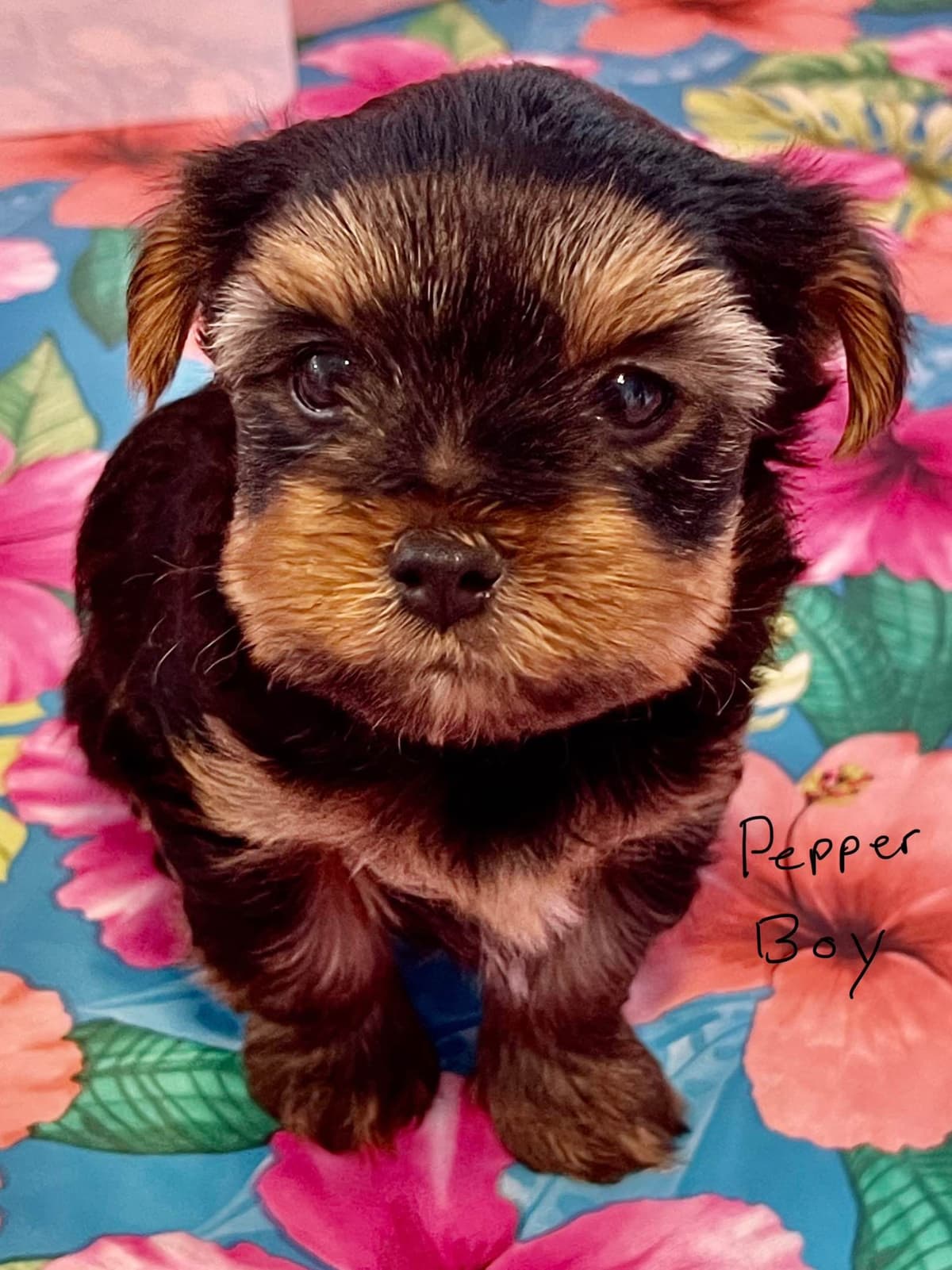 Yorkshire Terrier Puppies breeder image 2
