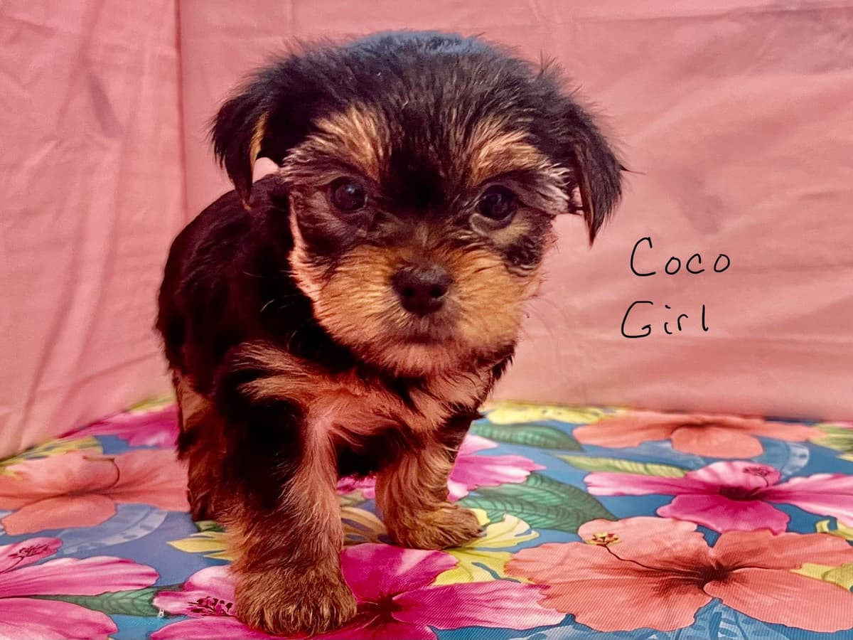 Yorkshire Terrier Puppies breeder image 5