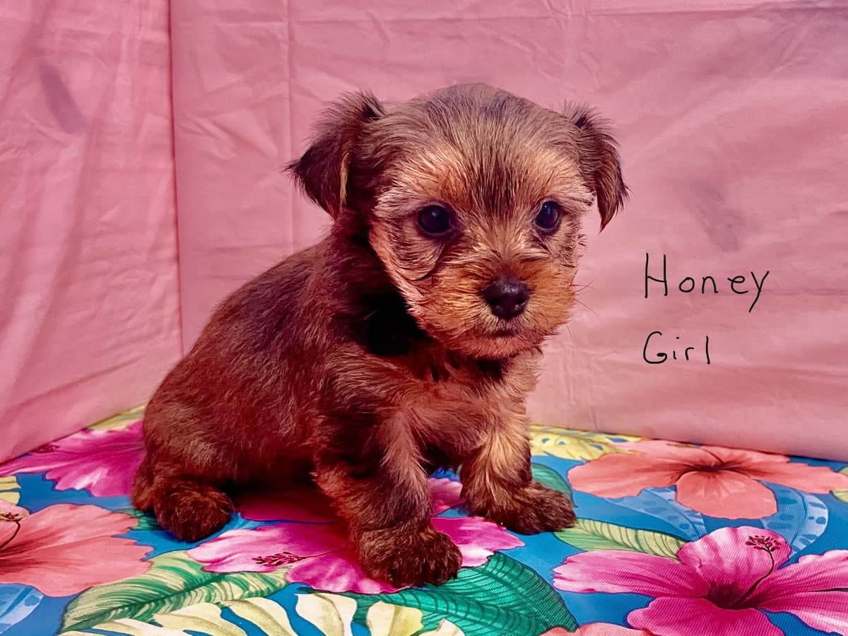 Yorkshire Terrier Puppies breeder image 7