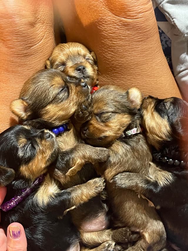 Yorkshire Terrier Puppies media 2