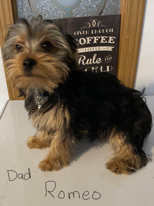 Yorkshire Terrier Puppies media 3