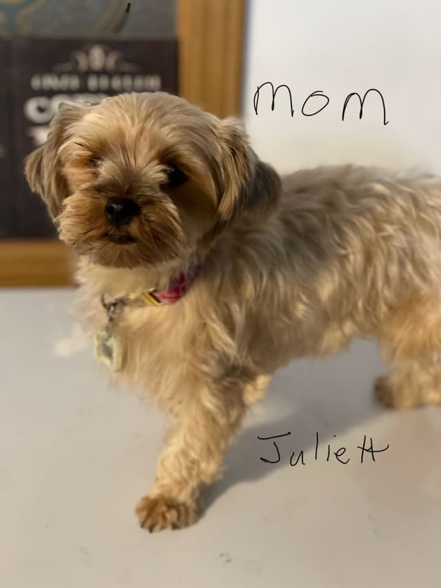 Yorkshire Terrier Puppies media 4
