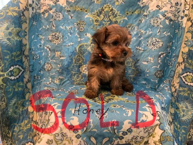 Yorkshire Terrier Puppies media 5