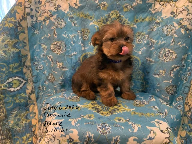 Yorkshire Terrier Puppies media 6