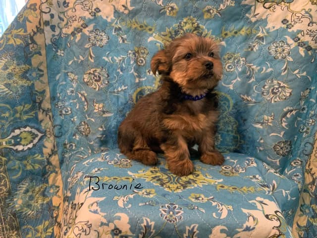 Yorkshire Terrier Puppies media 7