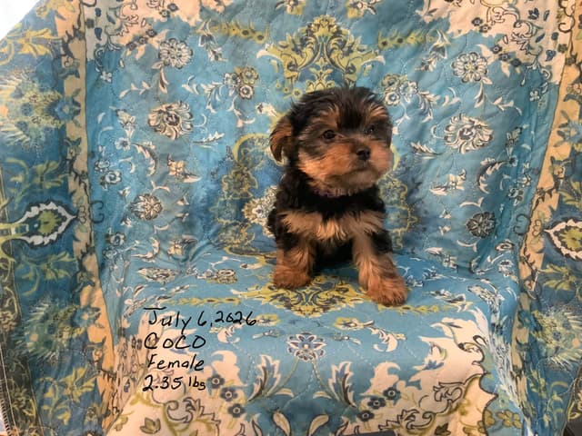 Yorkshire Terrier Puppies media 8
