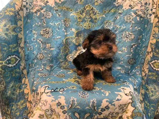 Yorkshire Terrier Puppies media 9