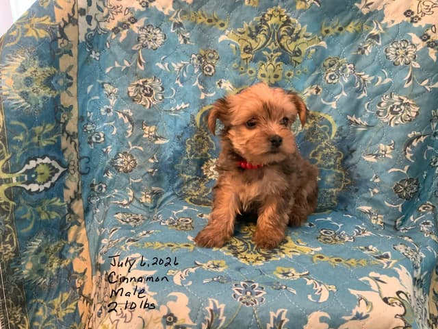 Yorkshire Terrier Puppies media 10