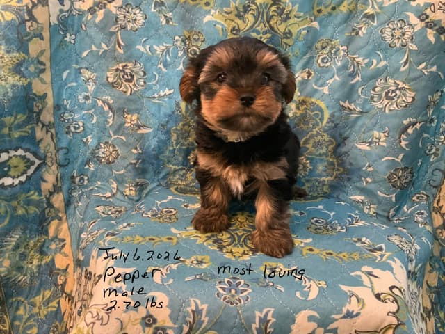 Yorkshire Terrier Puppies media 12