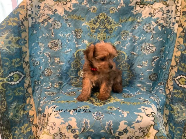 Yorkshire Terrier Puppies media 11