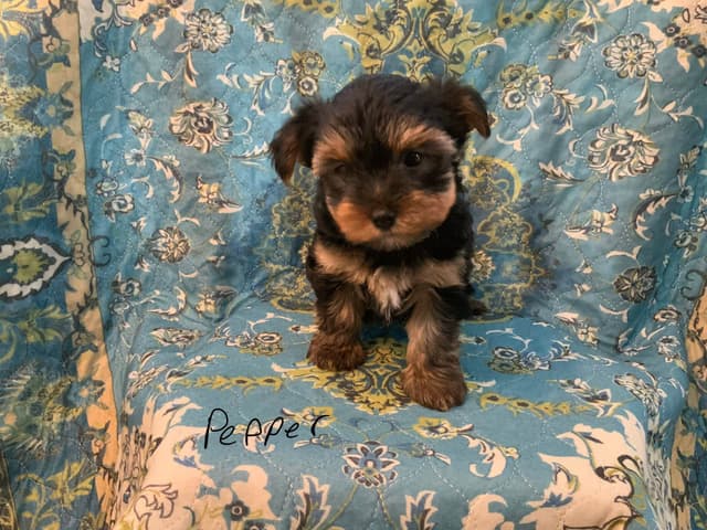 Yorkshire Terrier Puppies media 13