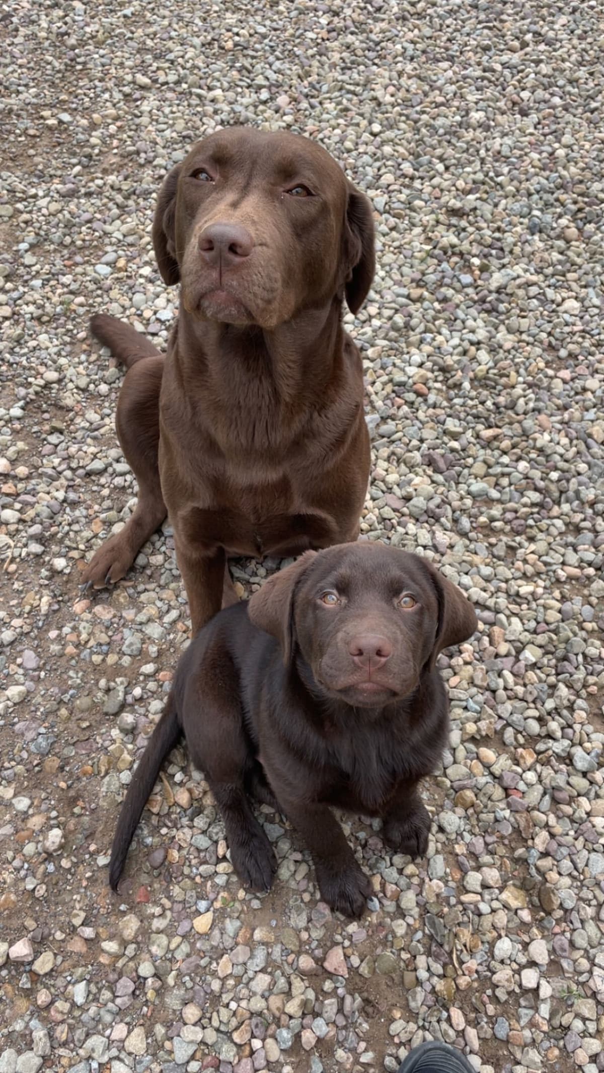 Labrador Retriever Puppies breeder image 1