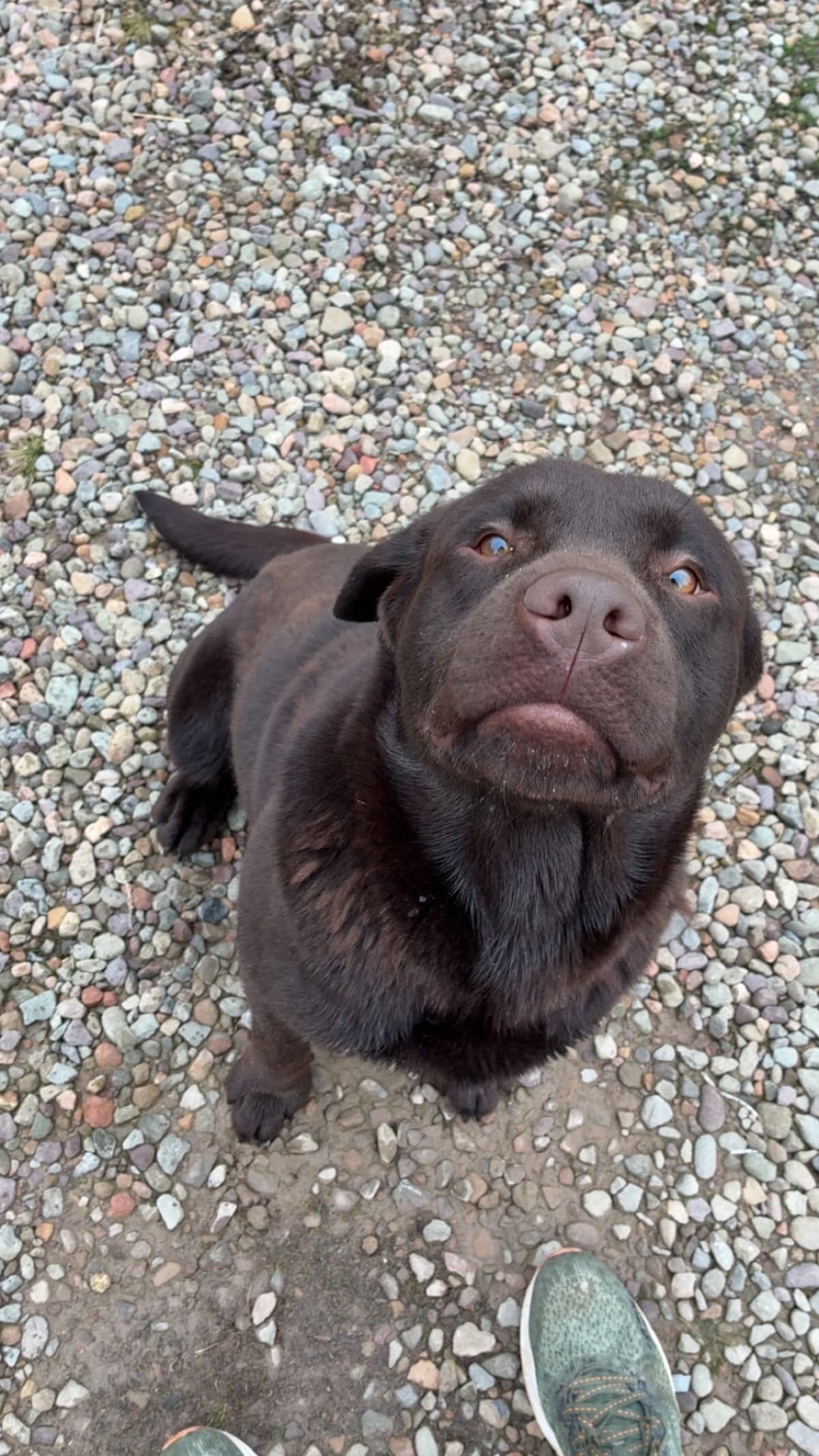 Labrador Retriever Puppies breeder image 3