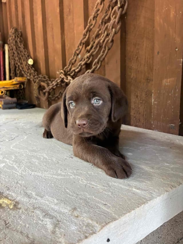 Labrador Retriever Puppies media 5