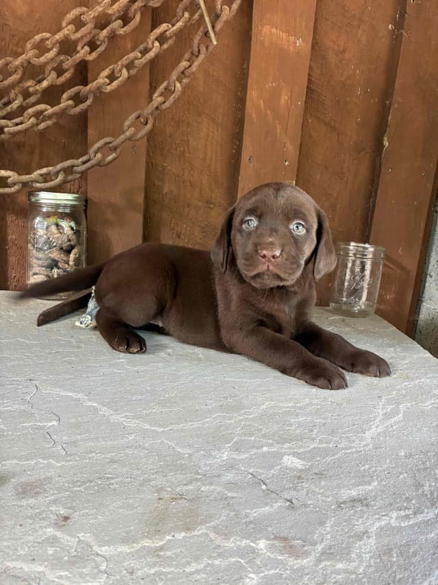 Labrador Retriever Puppies media 6