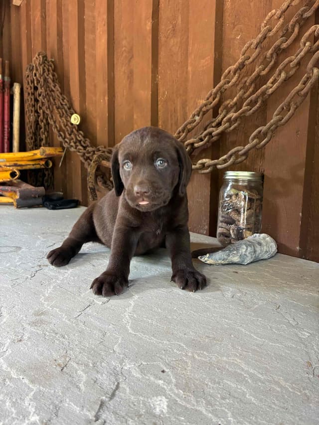 Labrador Retriever Puppies media 7