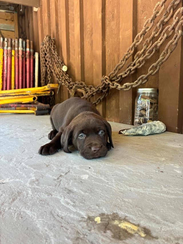 Labrador Retriever Puppies media 9