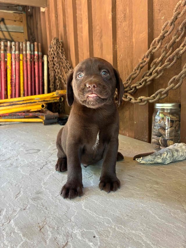 Labrador Retriever Puppies media 11