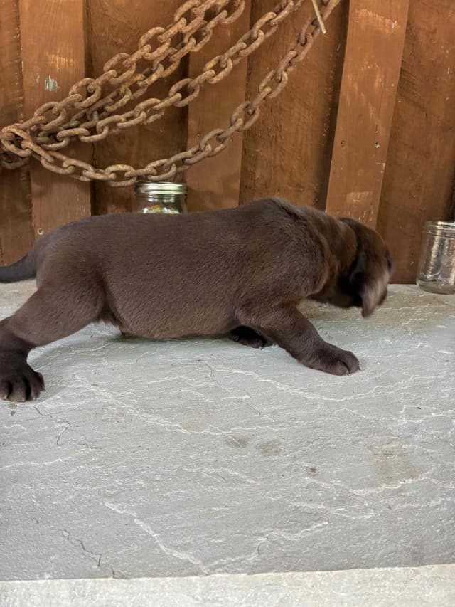 Labrador Retriever Puppies media 8
