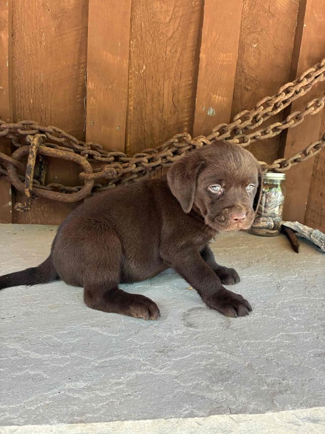 Labrador Retriever Puppies media 4