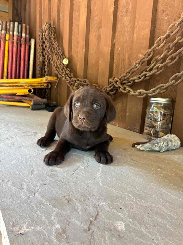 Labrador Retriever Puppies media 13