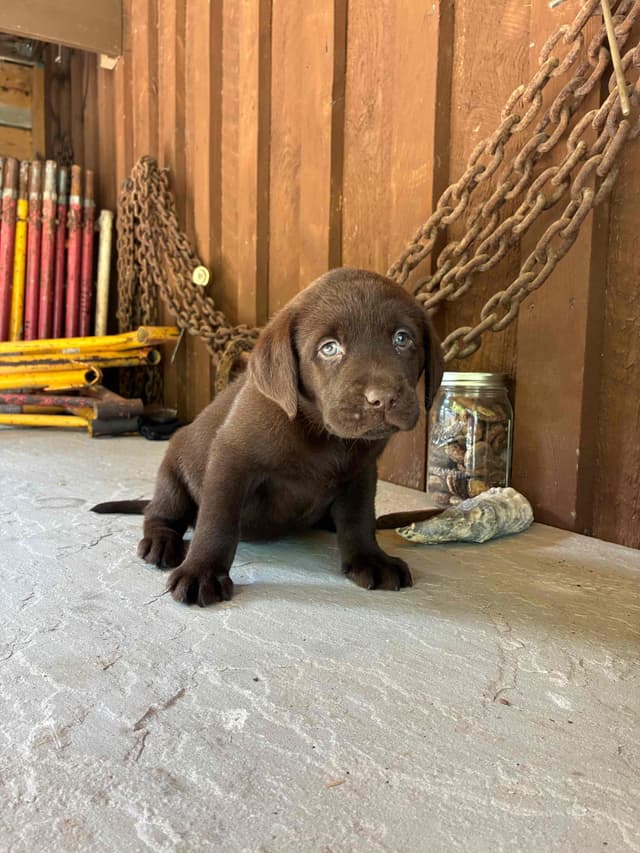 Labrador Retriever Puppies media 15