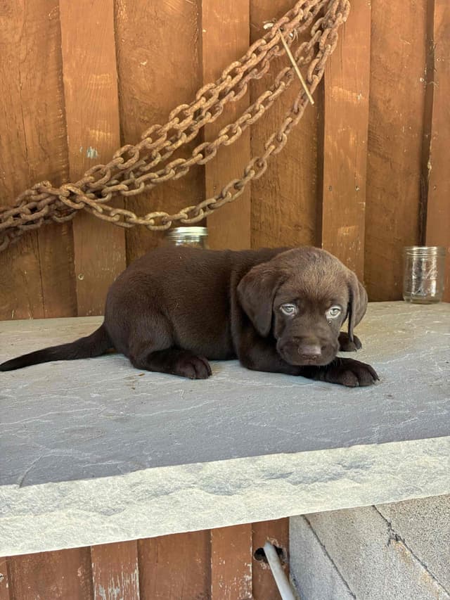 Labrador Retriever Puppies media 10
