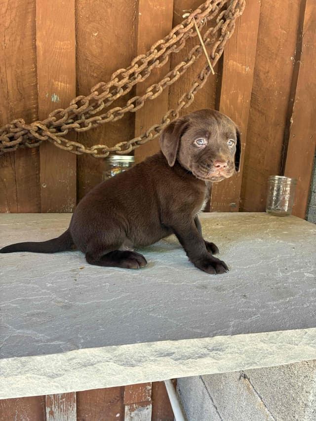 Labrador Retriever Puppies media 12