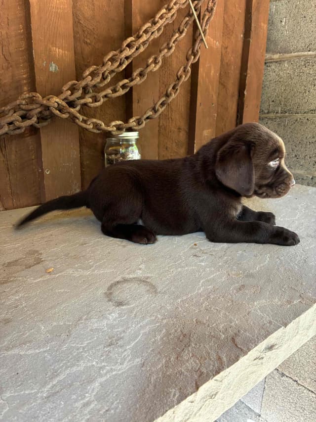 Labrador Retriever Puppies media 14