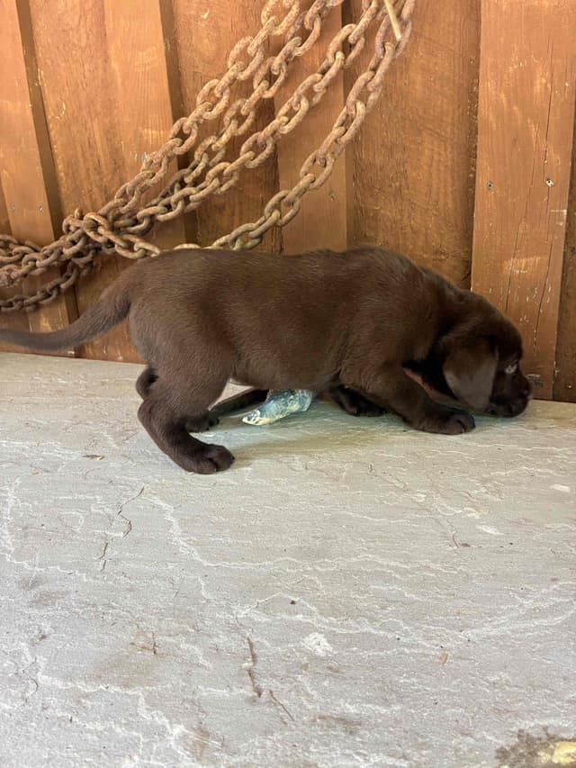Labrador Retriever Puppies media 16