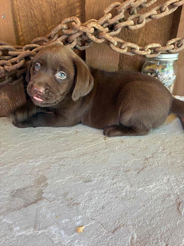 Labrador Retriever Puppies media 2