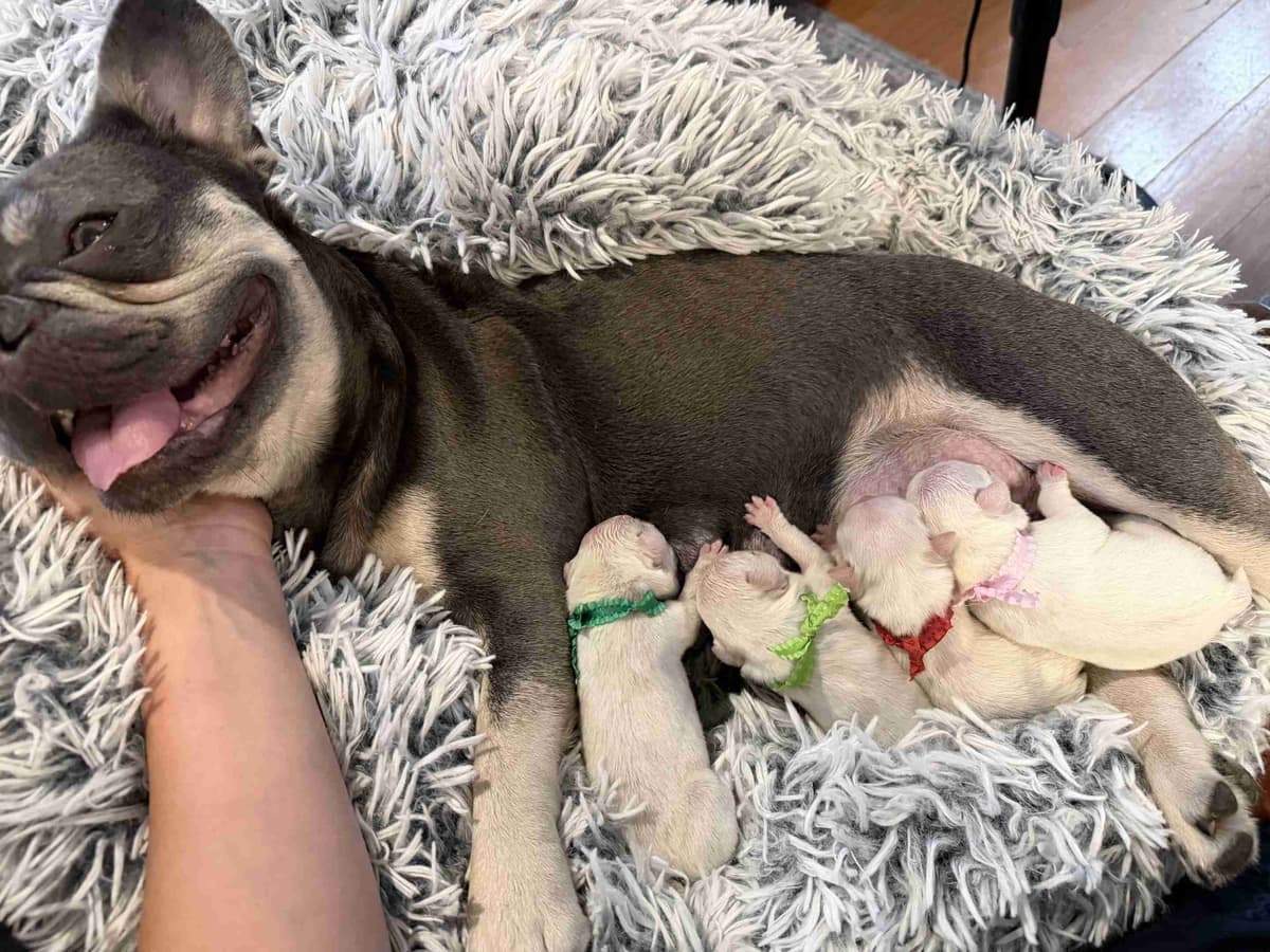 French Bulldog Puppies breeder image 2