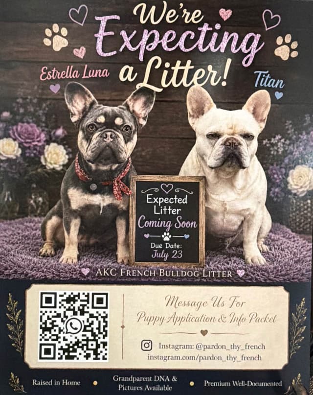 French Bulldog Puppies media 2