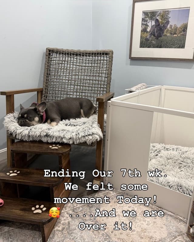 French Bulldog Puppies media 3