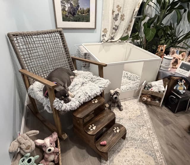 French Bulldog Puppies media 4