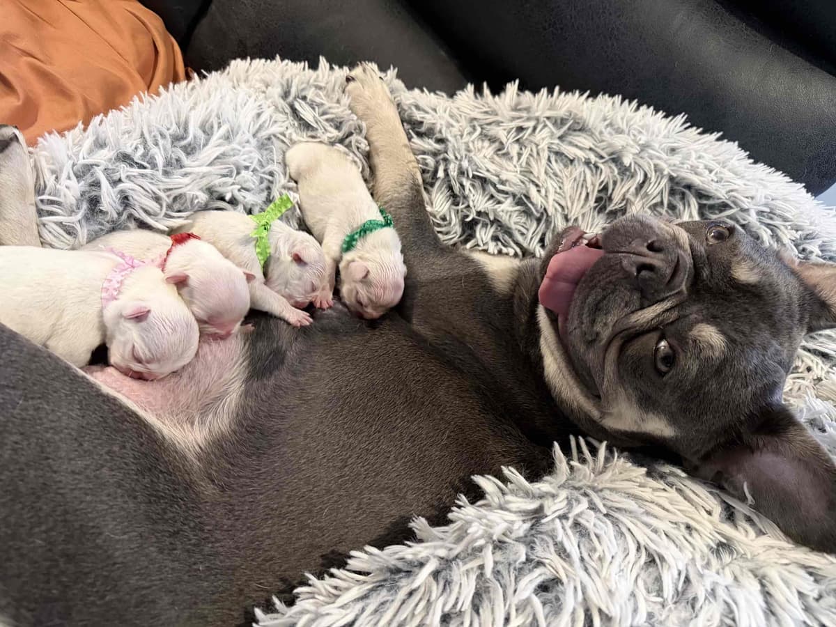 French Bulldog Puppies breeder image 3