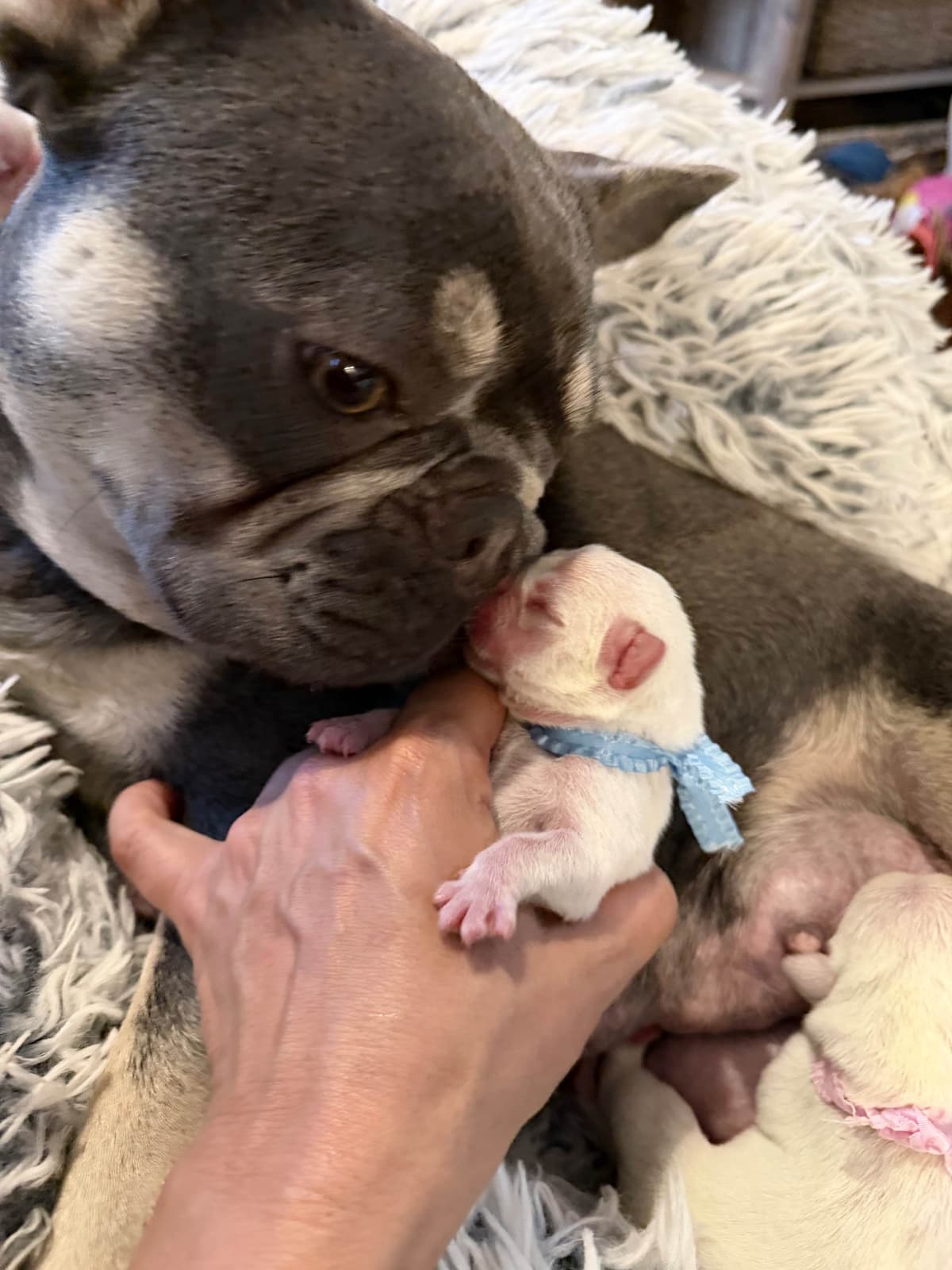 French Bulldog Puppies breeder image 6