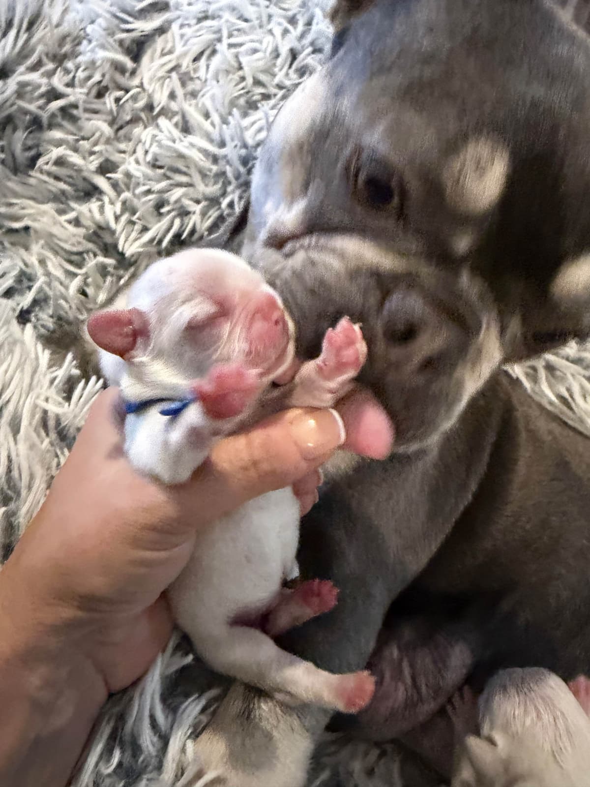 French Bulldog Puppies breeder image 9