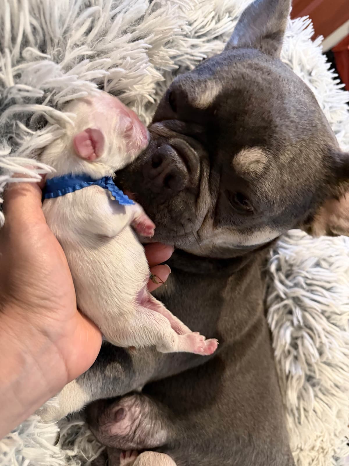 French Bulldog Puppies breeder image 12