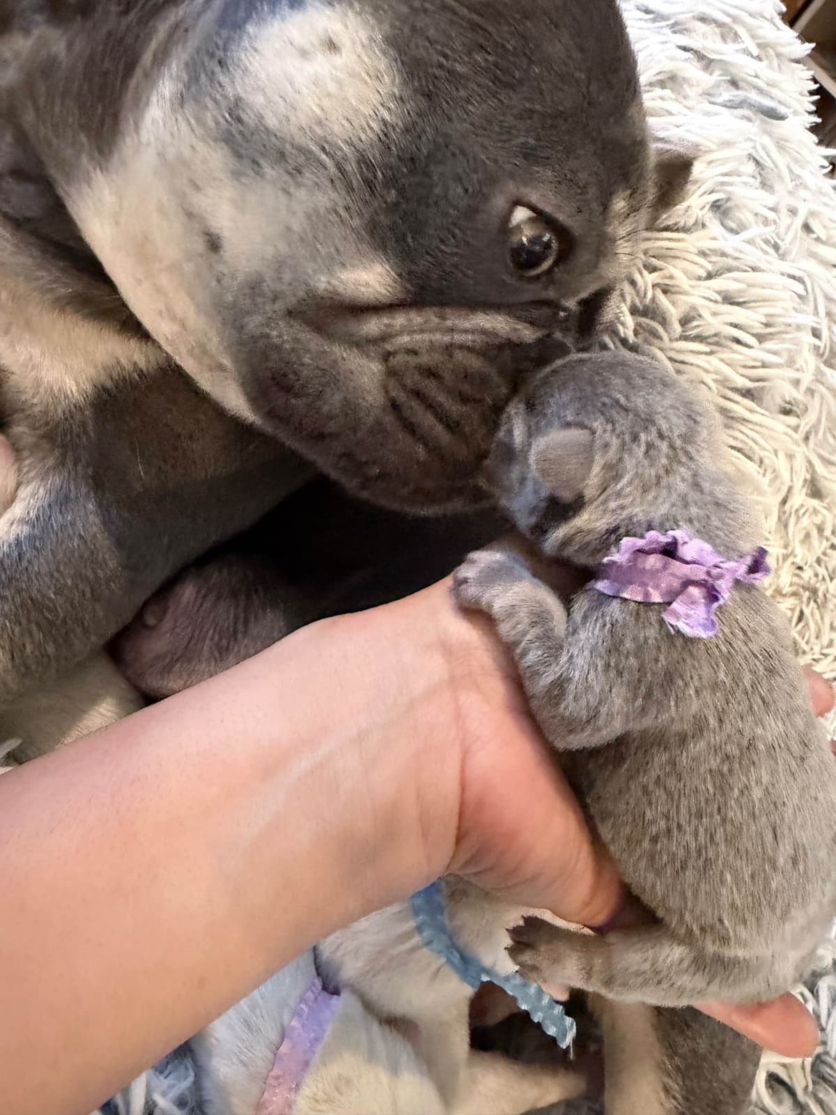 French Bulldog Puppies breeder image 14