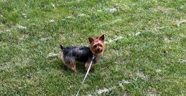 *Beautiful Yorkshire Terrier Puppies* media 6