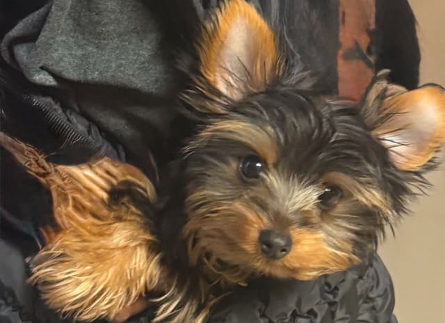 *Beautiful Yorkshire Terrier Puppies* media 7