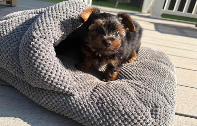*Beautiful Yorkshire Terrier Puppies* media 2