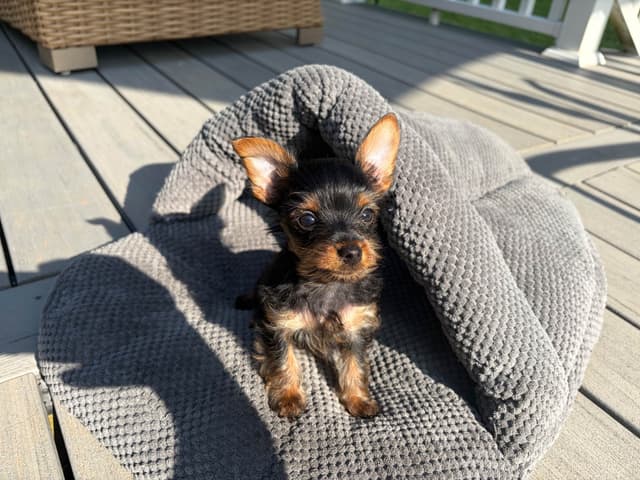 *Beautiful Yorkshire Terrier Puppies* media 4