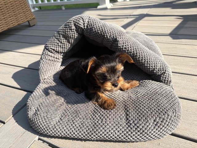 *Beautiful Yorkshire Terrier Puppies* media 5