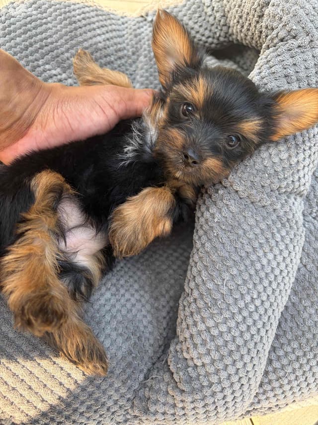 *Beautiful Yorkshire Terrier Puppies* media 3