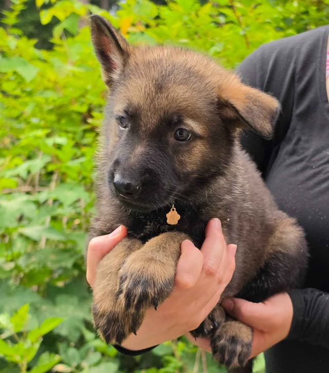 German Shepherd Dog Puppies media 3