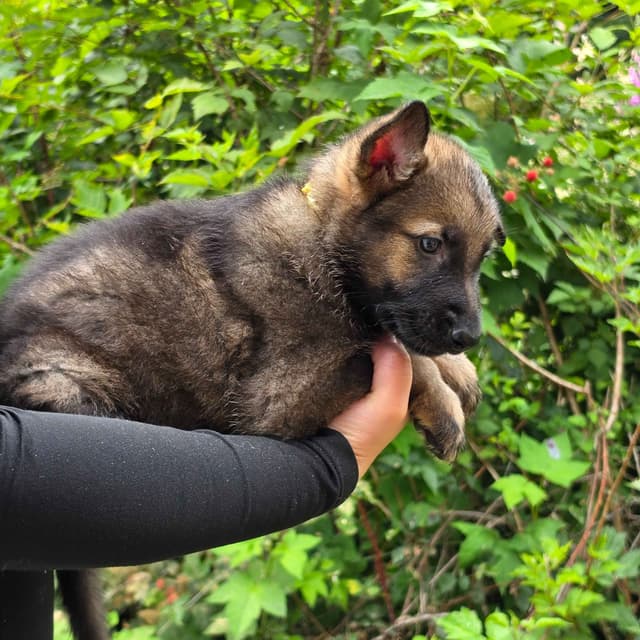 German Shepherd Dog Puppies media 4